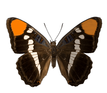 C&S Event Rentals tent